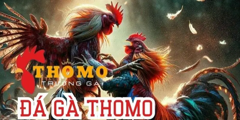 Những bí quyết giúp cá cược Thomo tăng tỷ lệ thưởng 