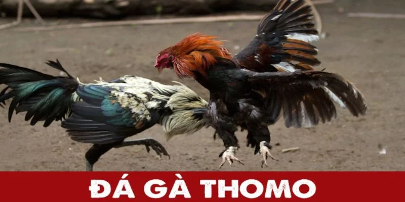 Đá Gà Thomo là gì? Bỏ túi những bí quyết cá cược dễ trúng